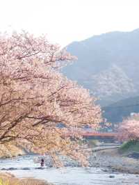 静岡　河津町の河津桜　『MAP付き　』