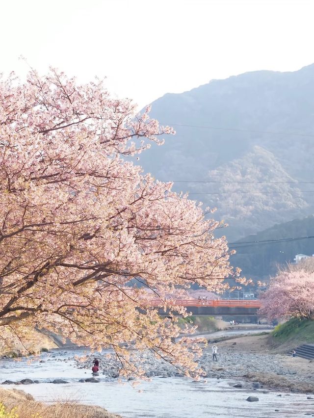 静岡　河津町の河津桜　『MAP付き　』