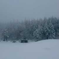 대관령에서 발견한 북해도 감성 스팟❄️