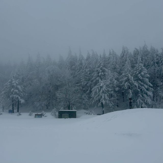 대관령에서 발견한 북해도 감성 스팟❄️