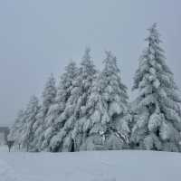 대관령에서 발견한 북해도 감성 스팟❄️