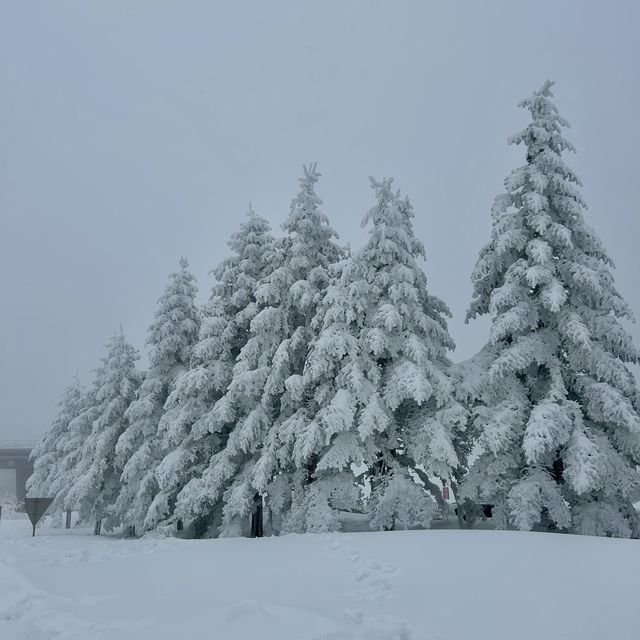대관령에서 발견한 북해도 감성 스팟❄️