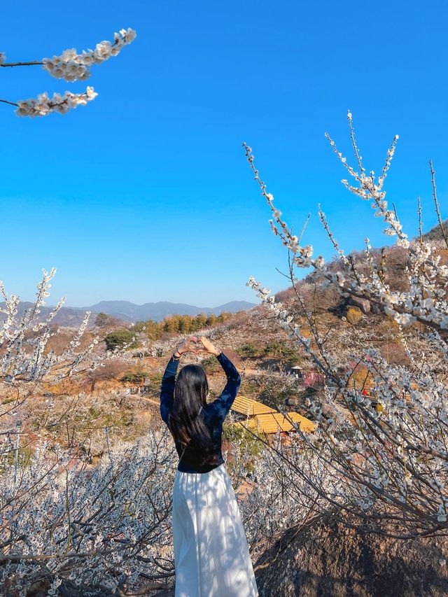 다가오는 3월, 광양에 꼭 가야하는 이유 🌸