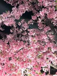 【桜神宮/東京都】満開の河津桜