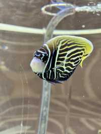 美術館…？いえ歴とした水族館です