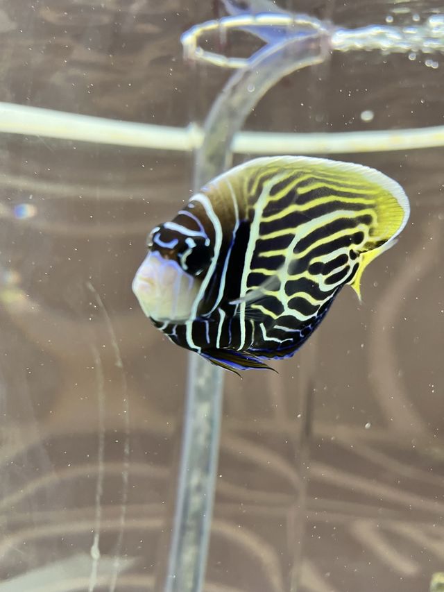 美術館…？いえ歴とした水族館です