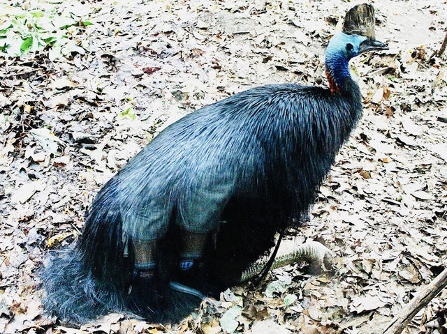 WILD LIFE Sydney Zoo