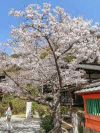 【京都】紅葉が有名だけど、実は立派な枝垂れ桜が見応えのある寺院