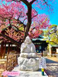 【荏原神社/東京都】寒緋桜が美しい神社
