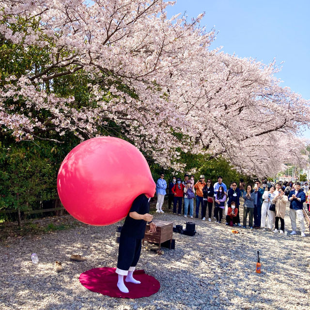 🇰🇷釜山｜賞櫻🌸鎮海賞櫻一日遊