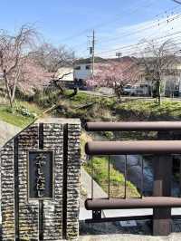 【新河岸川・宮下橋/埼玉県】川に流れ込むかのような美しい河津桜
