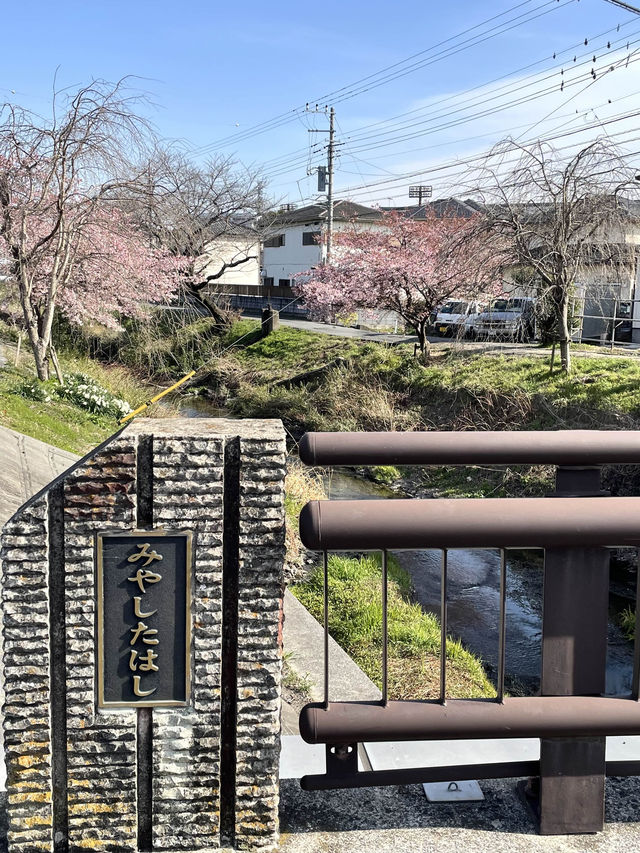【新河岸川・宮下橋/埼玉県】川に流れ込むかのような美しい河津桜