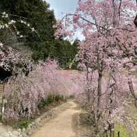 しだれ桜のトンネルは圧巻