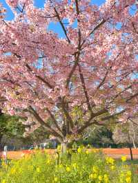 【芝公園／東京都】カンザクラ×東京タワー
