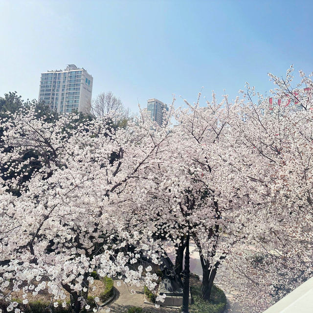 🌸Everland สวนสนุก🎡 ที่มีซากุระ🌸