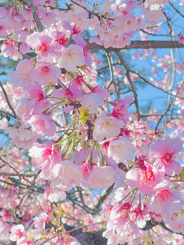 【密蔵院/埼玉県】満開の桜を早めに見られる「安行桜」