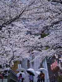 【奈良×桜】まるで桜の雲に包まれてるかのようなフォトジェニックな桜スポット🌸