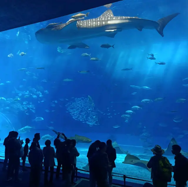 沖繩美麗海水族館