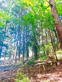 【寶登山神社/埼玉県】寶登山山頂にある存在感放つ聖地