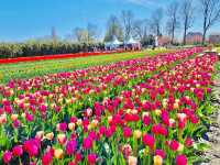 Tulip Tours Holland