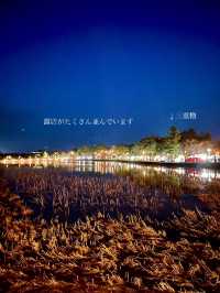 【新潟】一度は行きたい日本三大夜桜の観桜会