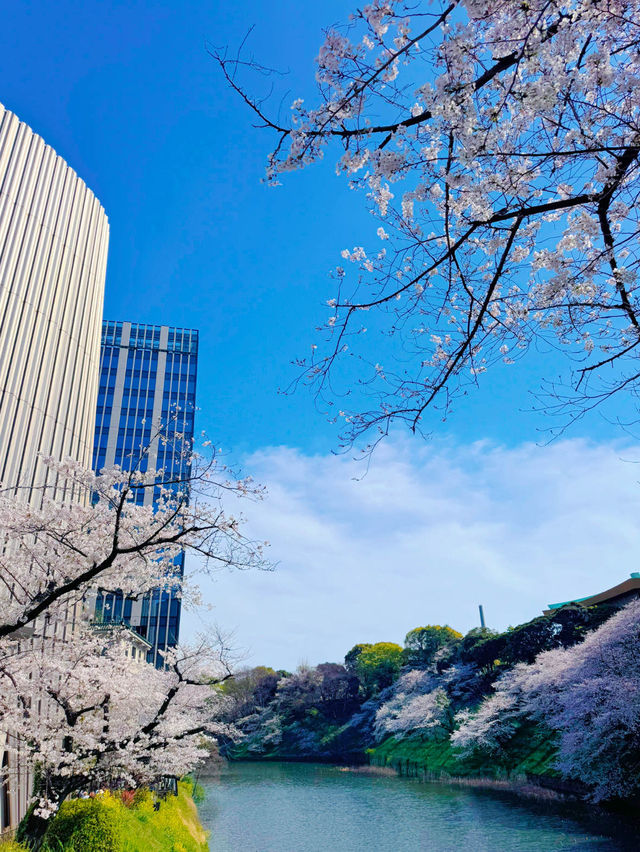 【東京・千鳥ヶ淵】王道!!大人気桜スポット