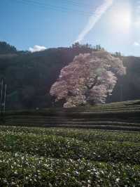 全国オススメの桜スポット紹介！🌸✨