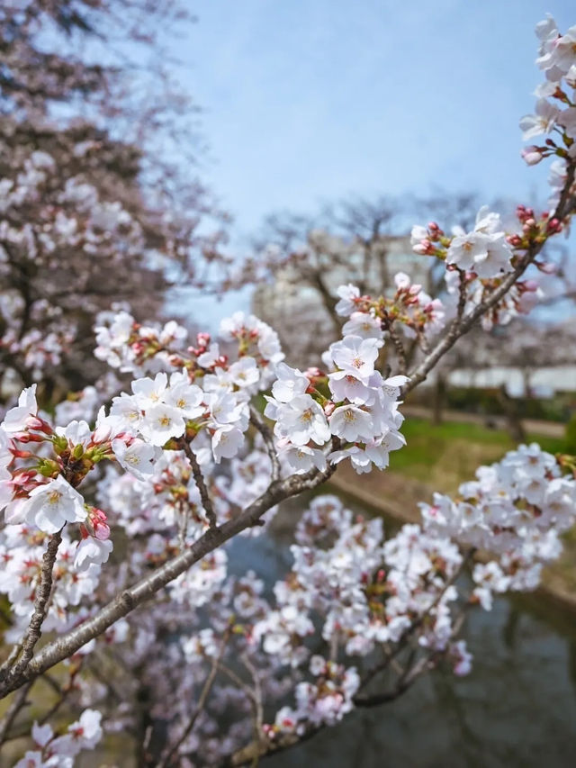 【富山】桜並木の下で遊覧船が行き交う絶景スポット