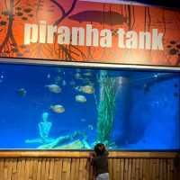 Exploring the Wonders of Aquaria KLCC 