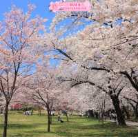 In presence of Sakura🌸, Time stands Still🥰⭐️