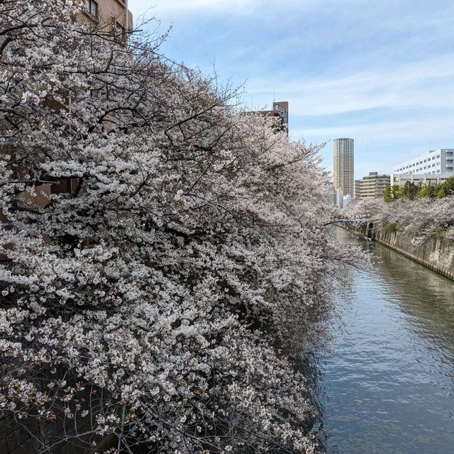 桜満開の目黒川