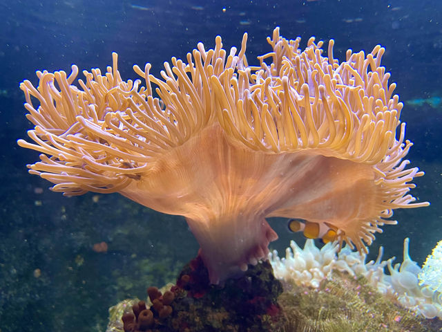 Langkawi's aquatic oasis 🇲🇾