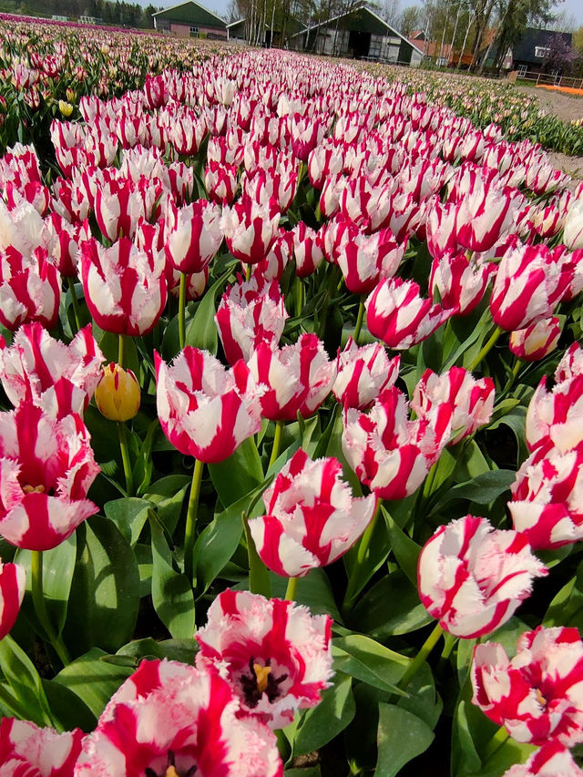 Foundation Tulip Route Dronten