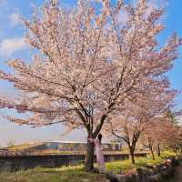 인생샷이 나올수밖에 없는 경주 벚꽃핫플 🌸