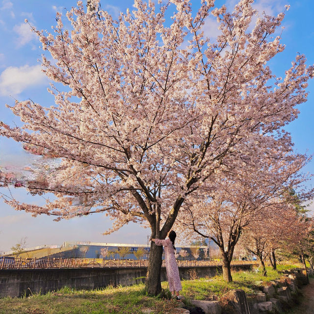인생샷이 나올수밖에 없는 경주 벚꽃핫플 🌸