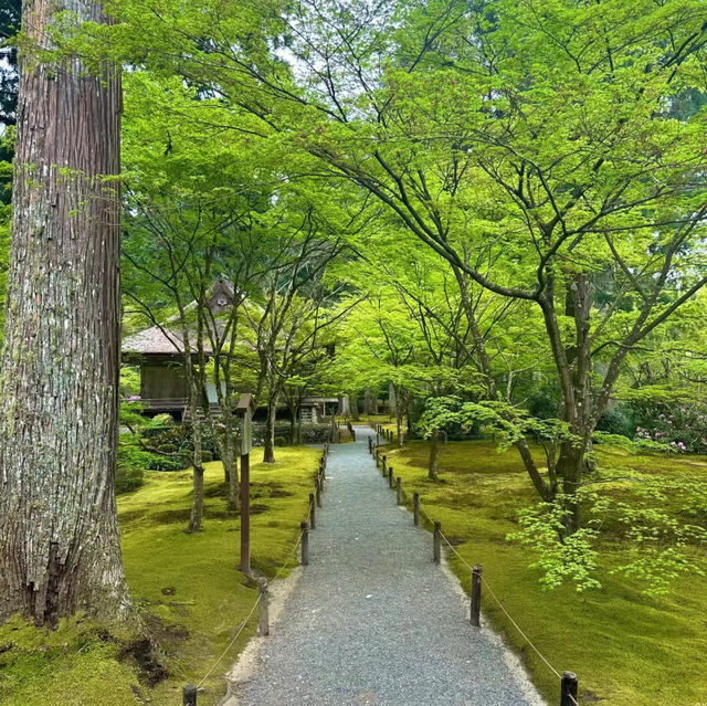 深田氏庭園：江戶時代傳統園林，春天好去處
