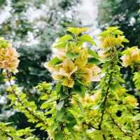 澳門花城公園：自然禪境～漫步放鬆
