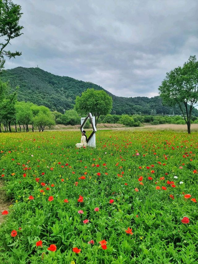 봄꽃향기 가득한 양구 봄꽃여행🌸