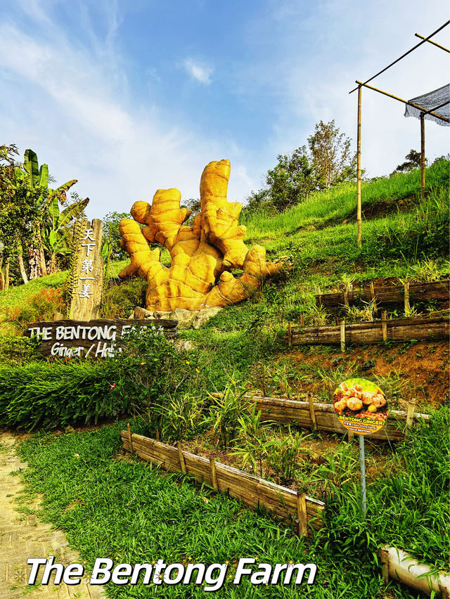 Fun Activities at The Bentong Farm 