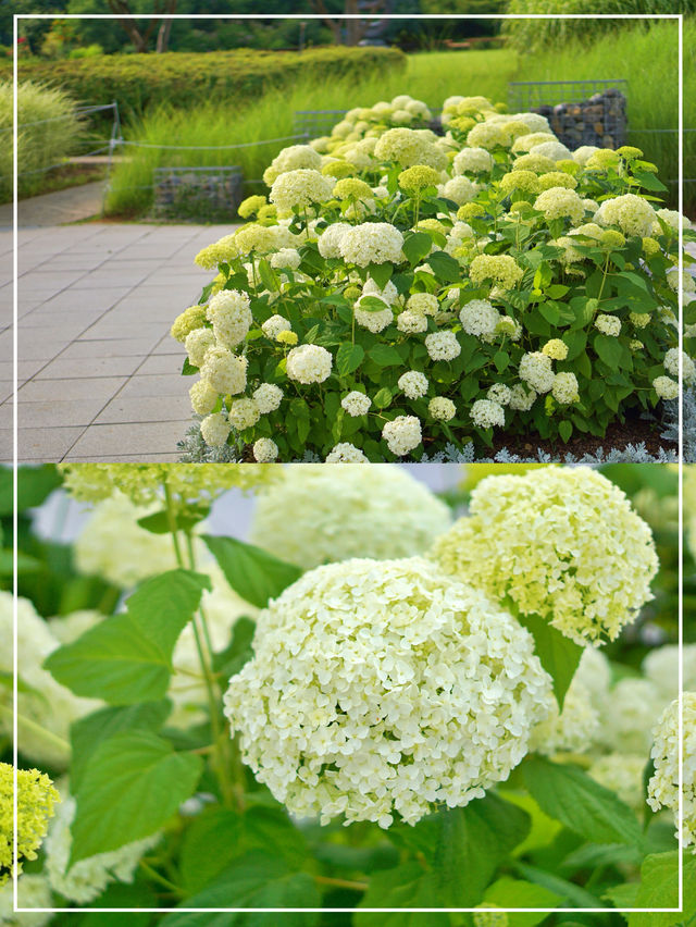 여름 수국 구경하기 좋은 전주수목원🌳