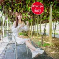 🍇 สวนองุ่นอิ่มสุข @ดอยสะเก็ด เชียงใหม่