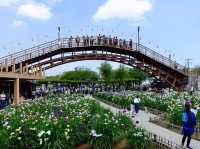 茨城水鄉潮來花菖蒲祭