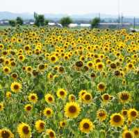 兵庫県　小野市　ひまわりの丘公園