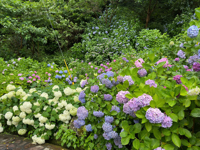 【🇯🇵東京近郊】熱海あたみ桜基準木，櫻花🌸迷必去‼️