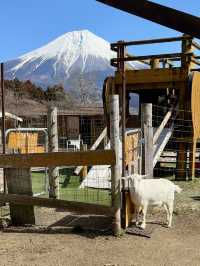 【🗻富士山下的馬飼野牧場🐑🌳】享受寧靜午後時光
