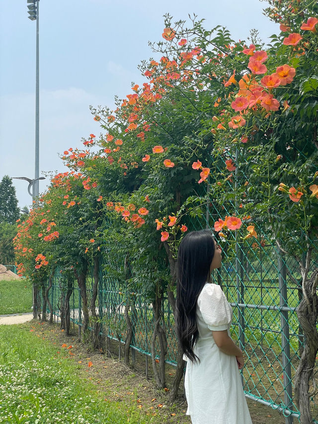 ✨실시간✨ 한 곳에 능소화 스팟이 두곳이나 있는 장소🧡