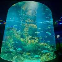 The amazing underwater world at SEA Aquarium