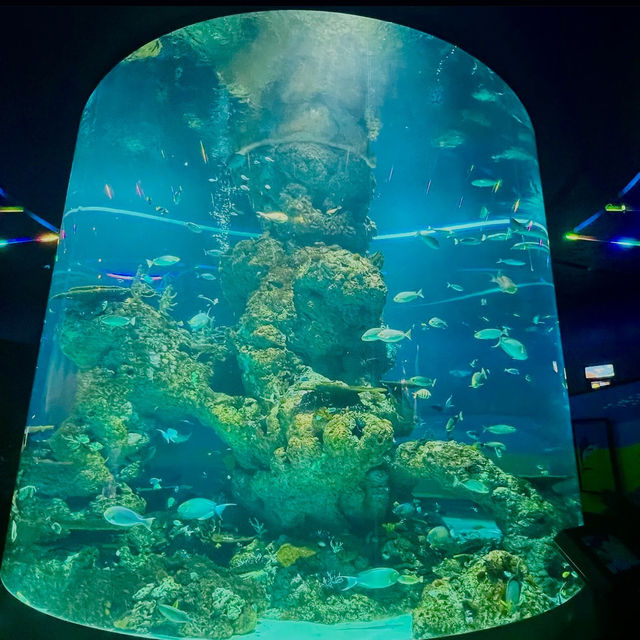 The amazing underwater world at SEA Aquarium