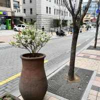【ソウル／忠武路】ついにグリークヨーグルトデビュー