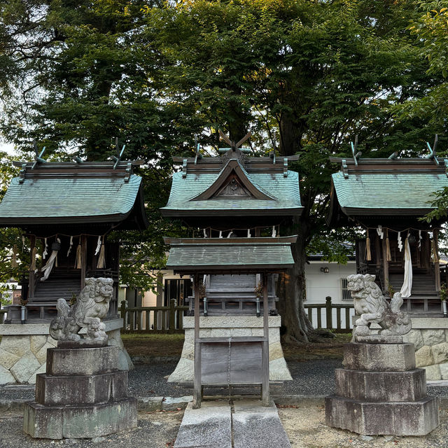 【兵庫県 西脇市】長寿の木！！県指定の天然記念物